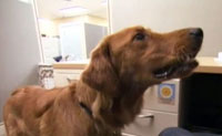 https://www.wellnesspetfood.kr/wp-content/uploads/2014/07/img-press-tv-NECN.jpg