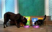 https://www.wellnesspetfood.kr/wp-content/uploads/2014/07/img-press-tv-the-view.jpg