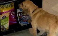 https://www.wellnesspetfood.kr/wp-content/uploads/2014/07/today-show-july-2011.jpg
