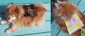 TerraCycle DIY Pet Cape