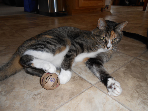 cat with cat toy