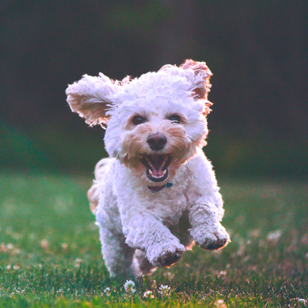 small breed dogs that dont shed
