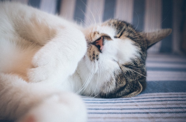 sleeping cat 2