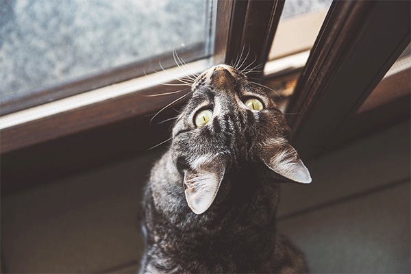 cat looking out window