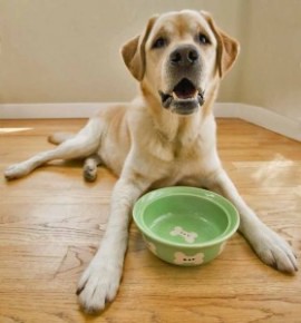 Happy Healthy Dog