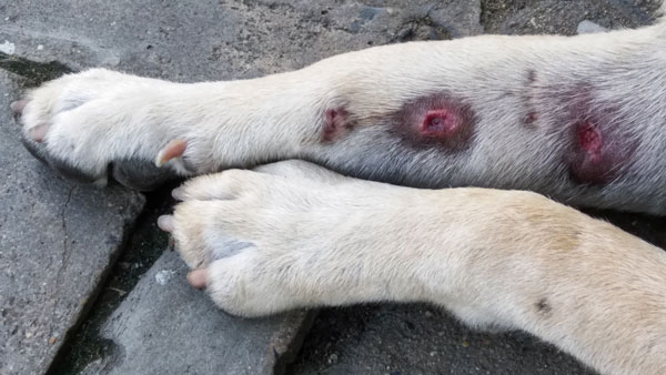 hot spots on dog