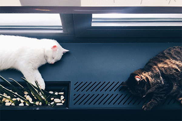 two cats sleeping by a window