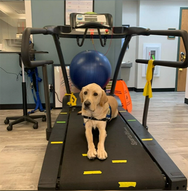 therapy dog