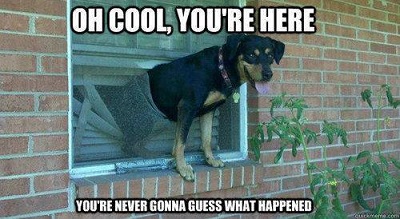 dog in window
